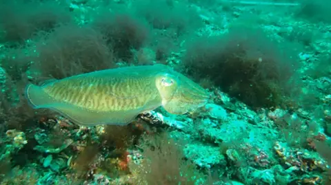 Natural England A multi-coloured cuttlefish swimming above the maerl bed