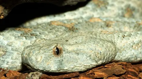 Getty Images Blunt nosed viper