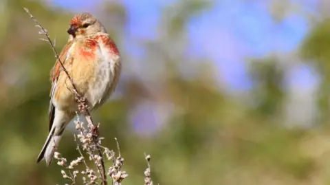 National Trust/Dougie Holden A small finch-type bird called a linnet perched on a plant. It is in shades of brown with reddish tints above its beak and on its chest. 