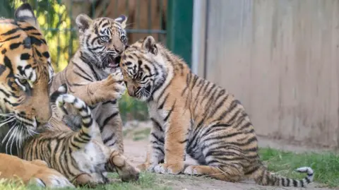 West Midlands Safari Park Three tiger cubs are playing close to their mother. One of them has its ears back and is holding its paw up to another, which has its eyes closed and its head bowed. the third is crawling under the mother with its tail curling in the air.