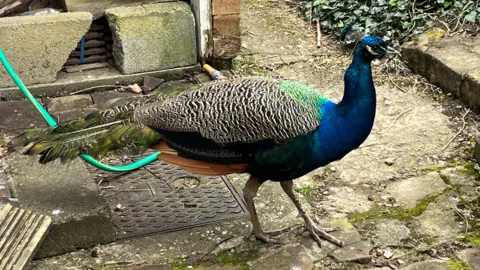 A colourful peacock with patterned feathers in blue, green and yellow. Its tail is not up. It appears in a paved garden.