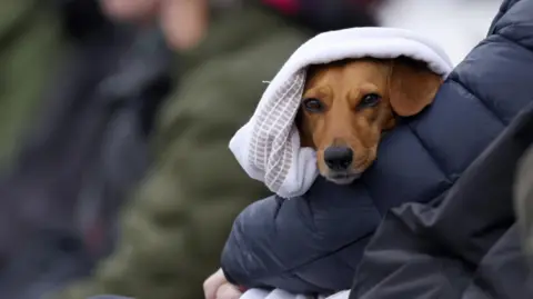 Steven Paston/PA Wire A small brown dachshund dog is wrapped up in a white blanket and is sat on someone's lap. In the background are other spectators who are blurred out and the dog is in focus. The dog is looking directly at the camera.