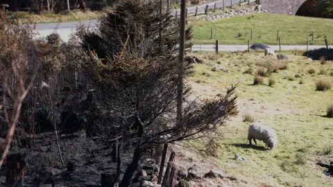 PA Media A blackened woodland area beside a green field with a sheep grazing in it