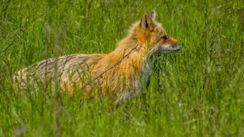 Getty Images A stock image of a red fox hiding behind green grass in a field