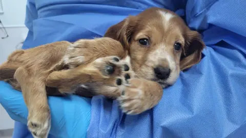 ANIMAL WELFARE INVESTIGATIONS PROJECT Brown puppy being held by someone in blue scrubs