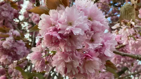 Close up of pink blossom with branches, leaves and blossom in the background