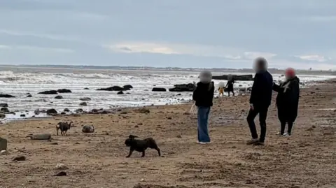 Three people standing on a beach observing a seal, while two dogs run around. One of the dogs is close to the seal.