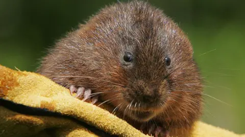 Getty Images A close up of a water vole