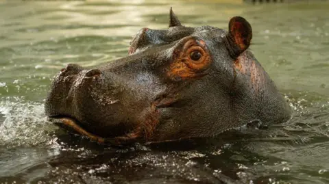 A hippo pokes its head above the water in an indoor pool.