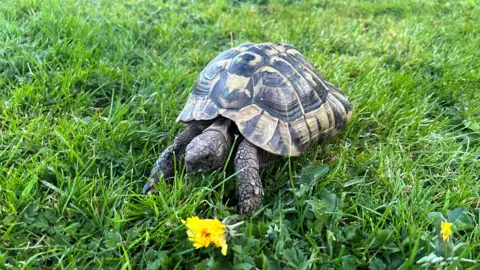Rachel Etches Leonardo the tortoise walking on a lawn