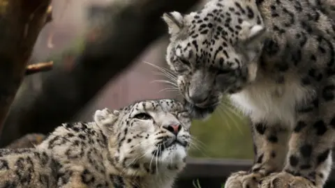 Royal Zoological Society of Scotland A snow leopard going to lick another's eye. It is standing to the right of screen while the other is sitting down. Trees and foilage in the background. 