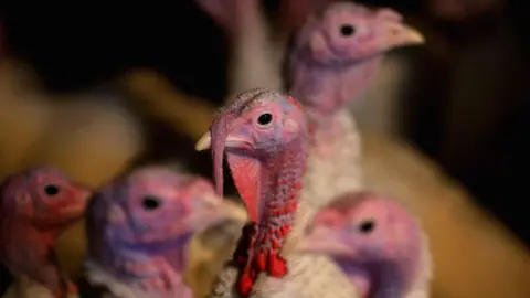 Close up of five turkeys at a farm