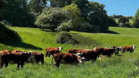 A generic picture of cattle. There are several brown and white animals standing in the green field on a sunny day.