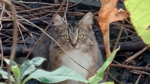 A light-coloured long haired tabby cat with white fur on its chest and yellow eyes looks at the camera from where it is sat behind leaves and branches