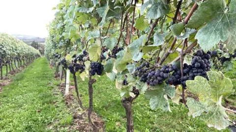 BBC/Yvette Austin Grapes grown on the vineyard