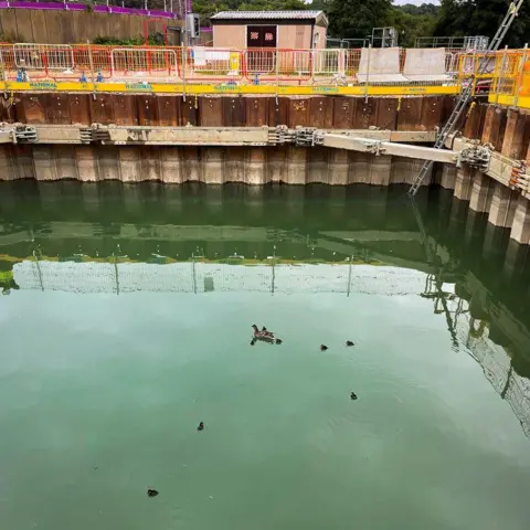 Derby Mountain Rescue Team The ducklings before being rescued