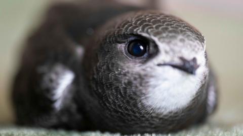 A young swift