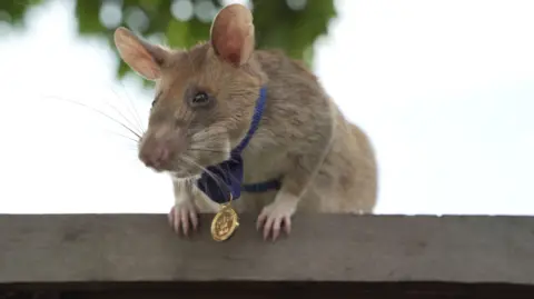 PA Media A rat trained to detect landmines, wears a gold medal with a blue collar around its neck while perched up on a wooden bench. 