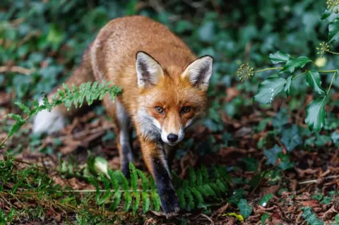 Jack Murray-Bird A vixen looks at the camera as it walks through a garden, surrounded by foliage