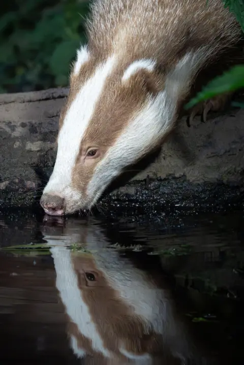 Joanna Noble A badger sipping water from a stream