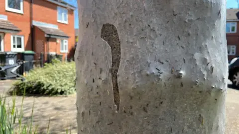 A view of a tree trunk which shows the webbing torn slightly, showing the normal colour of the bark, which is much darker than the web.