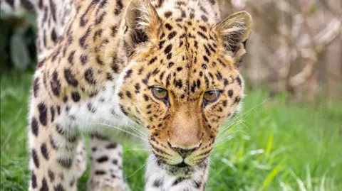 Xizi , an Amur leopard at the Big Cat Sanctuary  