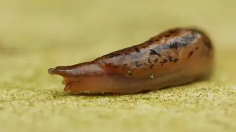 There is a slug. It is brown and has dark spots on its body. It is looking to the left of the screen.