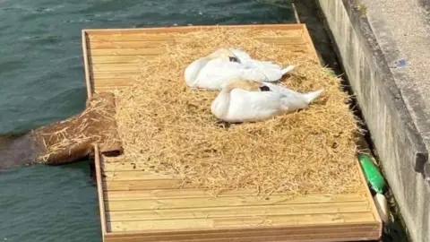 Swans Bonnie and Ash resting on a nest on a wooden platform floating in the water.