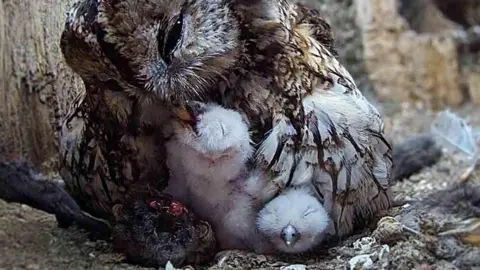 Robert E Fuller A tawny owl feeds a worm to a white fluffy owlet via her mouth. Another owlet lies with its eyes shut under her wing. 