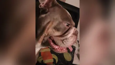 Nottinghamshire Police Mobile phone image of Winnie, a light brown English bulldog