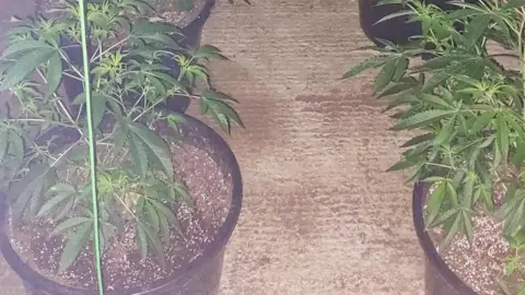 Some cannabis plants are growing in black pots, sitting on the floor.