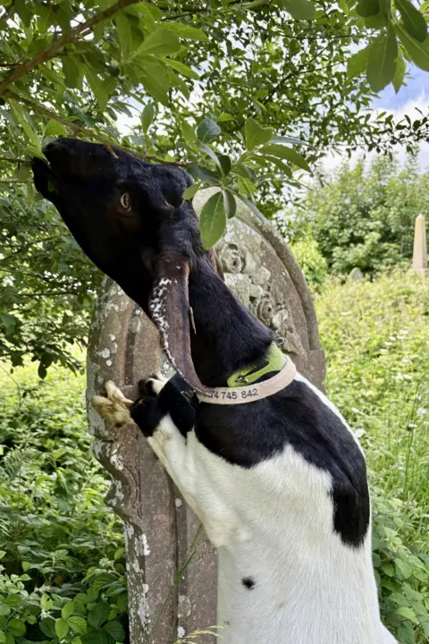 Narberth Town Council Black and white goat against a gravestone eating shrubbery