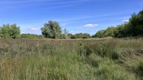 Large meadow with lots of plants growing and trees spanning into the distance.