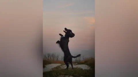 A photo of a black dog in mid-jump while on an evening walk in a field.