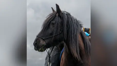 sesmlphotography A close up of Scarlet, the Dales pony.