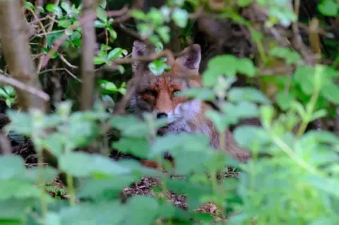 Steven Mcivor Fox looking at camera while in a woodland setting.