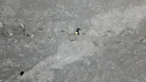 Kevin Church/BBC in a drone shot from about 20 meters up, a large trackway of 14 three-foot dinosaur footprints spread across the field of vision. A worker wearing a white hard hat and yellow hi visibility waistcoat walks in the middle of the picture between the tracks. Her slightly sharply defined shadow and short arms suggested a sunny day and almost noon.