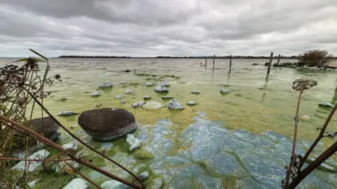 A wide shot of the algae blooms on Lough Neagh. There are some stones and sticks poking out of the water.