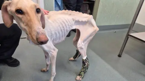 RSPCA Peanut the rescued lurcher standing up. All the bones in her ribs, back and legs can be seen through her fur, which is a light shade of brown and white, but is only thin. She has a camouflage-style wrapping on her back legs and looks frightened. The bent leg of the handler who is kneeling next to Peanut can also be seen. They have got their hand on Peanut's back.
