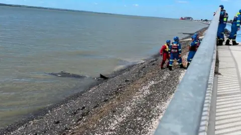 Tracy Burry A whale is seen washed up on shingle at the edge of water on a beach. Several coastguard members can be seen close to the whale, with more people on a sea wall/promenade.