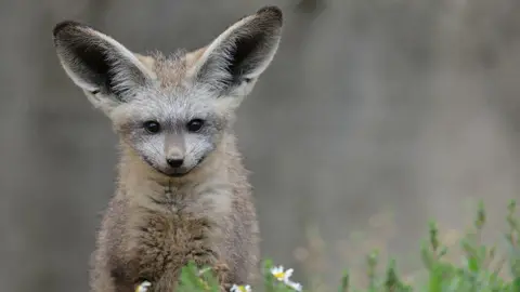 Getty Images A grey coloured fox that stands directly in front of the camera within a grassy area. It has large ears that look similar to bat ears. 