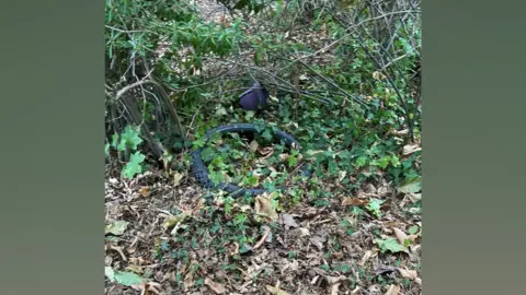 Bomere Heath CE Primary School A black tyre discarded in greenery on the ground