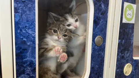 Two white and tabby kittens have their paws against the glass of a pen at an animal rescue charity.