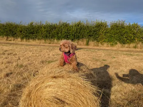 BBC Weather Watchers/Tea for Tracy A brown dog with a red harness sits on a circular bale of hay, in a field in front of a green hedge.