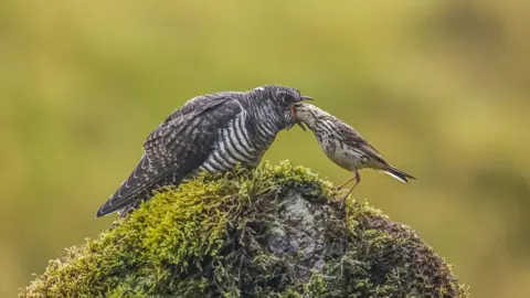 birds