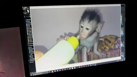 BBC A computer monitor in a dark room, showing a picture of a baby monkey holding a milk bottle.