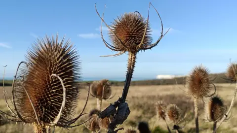 fiona A bunch of brown autumnal/ wintery looking thistles in a field with brown and green foliage in the distance and a blue sky above.