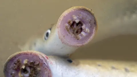 Getty Images Close up of two river lampreys, their mouths are visible which is a pink toothed sucking disk. Their bodies are silver grey with the eye of one visible. 