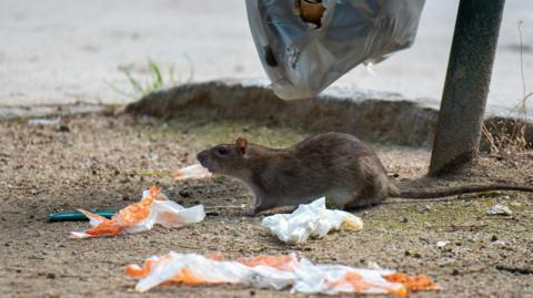Side view of a brown rat making a hole in a rubbish bag in the street