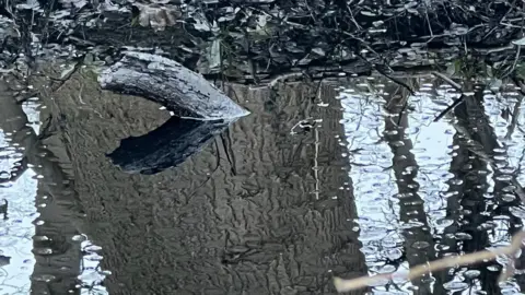 Richard Johnstone A close up of the water which is black and gloopy, with a black coloured tree branch/stick poking out of it. The oily water has a reflection of trees in it.